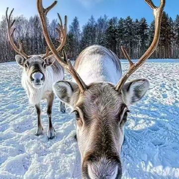 哈尔滨+漠河+北极村6日5晚私家团