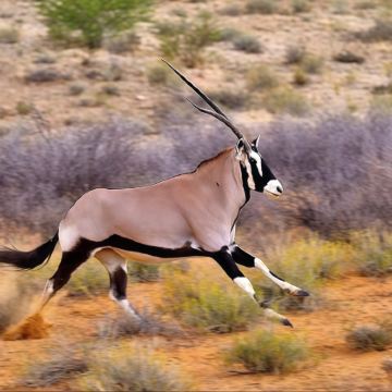 南非+纳米比亚+博茨瓦纳+津巴布韦+赞比亚+埃塞俄比亚16日13晚跟团游