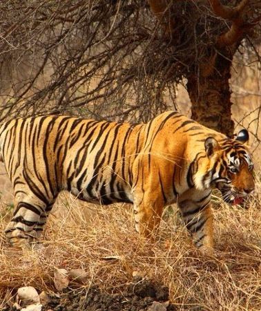 2D1N • 2 Days Ranthambore Tiger Safari with Tickets