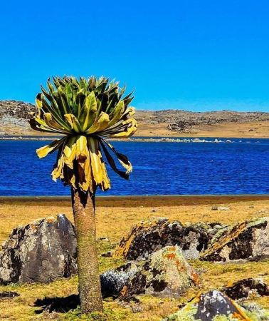 5D4N • Bale Mountains Trek 5 Days / 4 Nights