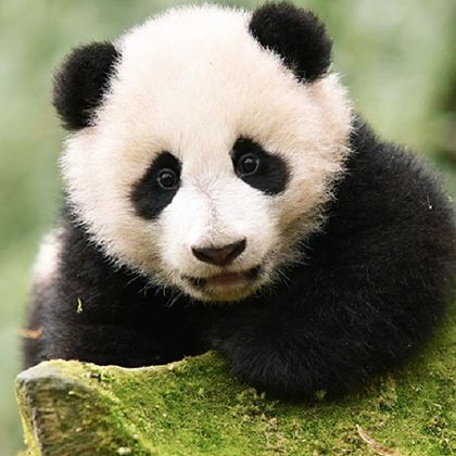 中国四川成都成都大熊猫繁育研究基地+三星堆博物馆+成都博物馆6日5晚跟团游