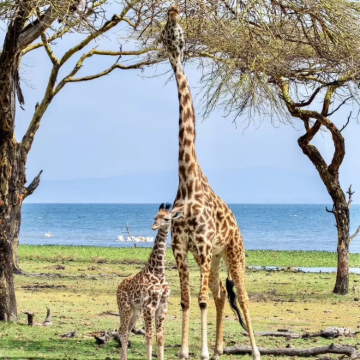肯尼亚+安波塞利国家公园+纳库鲁湖国家公园+马赛马拉国家保护区+奈瓦沙湖9日7晚拼小团