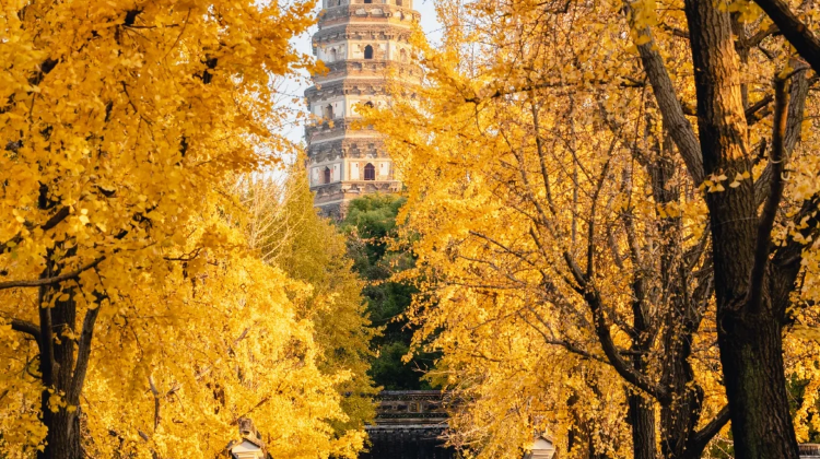 2D1N · Group Tours ·  5-Star Hotel Stay Exclusive Tour for International Travelers & Suzhou Cultural Heritage Tour Classical Gardens: Shanghai Arrival +  Ancient Temples + Historic Canal Streets
