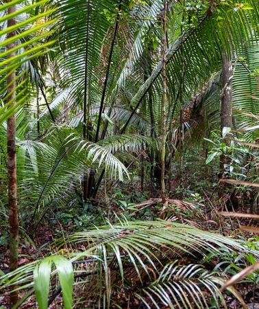 3D2N • Taste of the Amazon Jungle 3D-2N-A Amazon Tapiri Floating Lodge