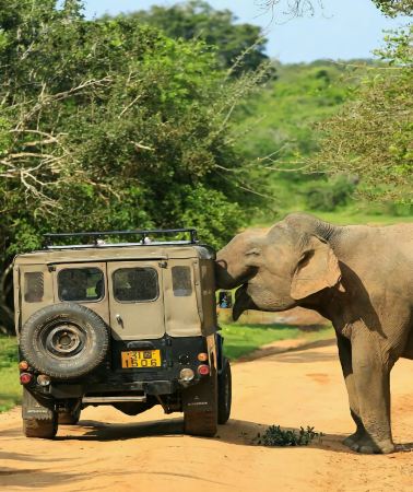5D4N • 4-diamond hotels throughout the trip + Royal Botanical Gardens + Minneriya National Park Safari + World Heritage Sigiriya Lion Rock + Coastal train