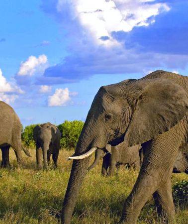 5D4N • 5 Days Amboseli / Tsavo West & Tsavo East Safari