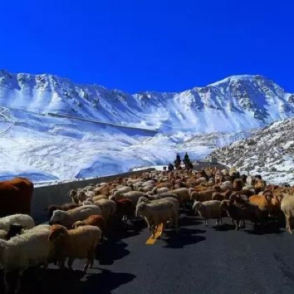 户外探索·新疆伊犁那拉提旅游风景区+博斯腾湖8日7晚私家团