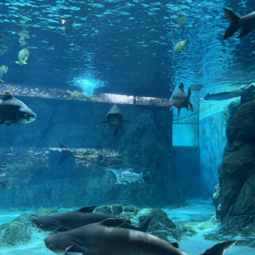 新加坡+吉隆坡+普吉岛12日11晚私家团