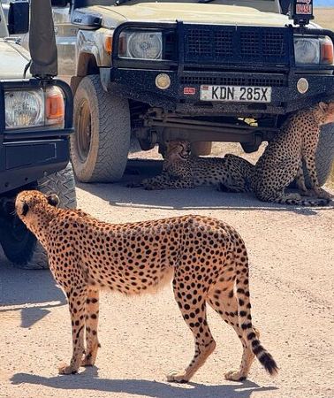 2D1N • 2 Days 1 Night Amboseli National Park Private Safari.