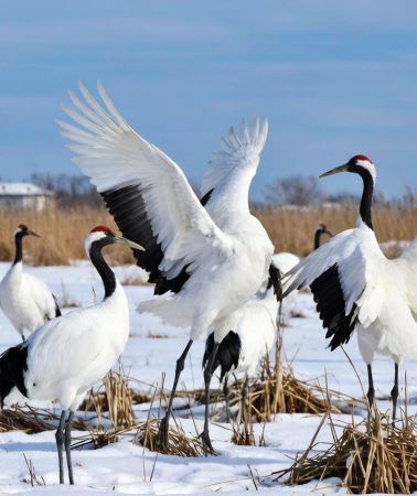 7D6N • Hokkaido Nature & City Panoramic Tour : Kushiro + Akan Lake + Sounkyo + Otaru + Sapporo