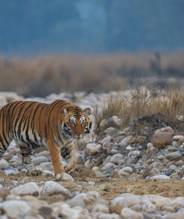 3D2N • 3 Days kingdom wildlife - Gir Nature Safari Pride Of Gujrat