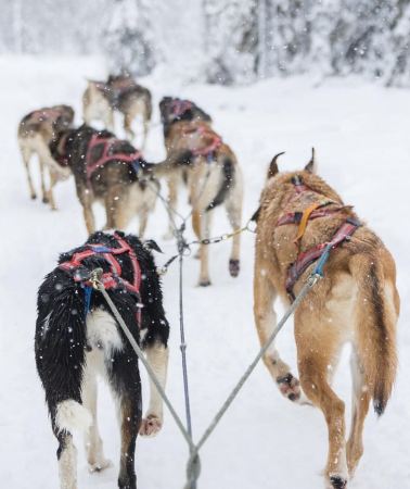 3D2N • Levi: 3-Day Husky Safari Adventure with Northern Lights