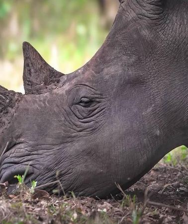 3D2N • From Kampala: 3-Day Murchison Falls Safari with Lodging