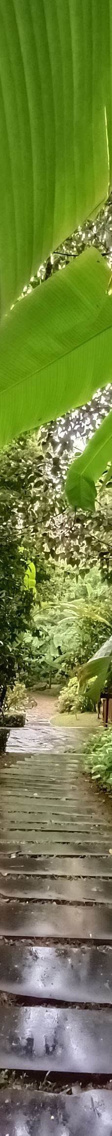 曼听御花园-景洪