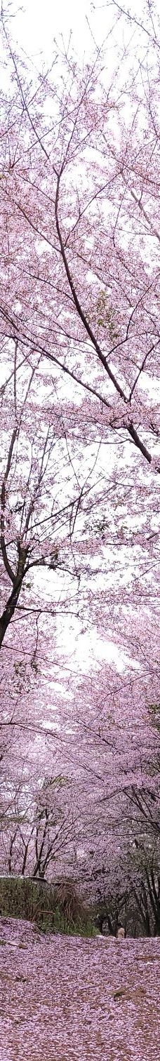 贵安樱花园-安顺