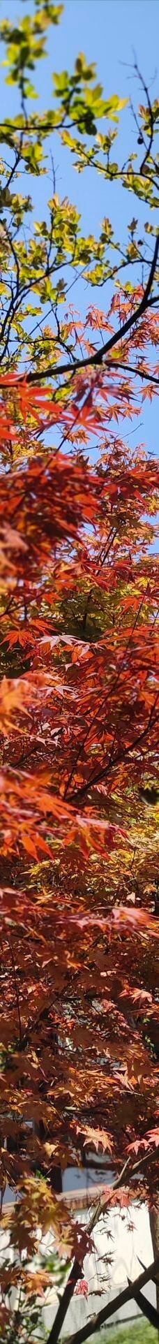 宁波植物园-宁波