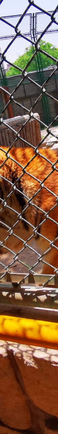 上海野生动物园-上海