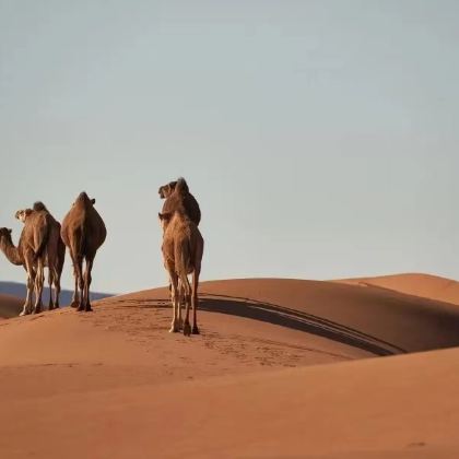 摩洛哥马拉喀什+索维拉+瓦尔扎扎特+撒哈拉沙漠+舍夫沙万+丹吉尔11日跟团游