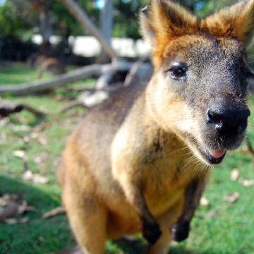澳大利亚布里斯班+凯恩斯8日7晚私家团