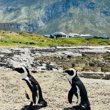 南非约翰内斯堡+津巴布韦+太阳城+海豹岛+好望角10日9晚私家团