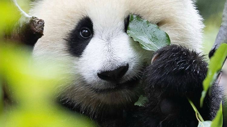 5D4N · Private Tours · Chengdu Panda & 4 UNESCO Heritage Trip: Jiuzhaigou, Huanglong, Leshan Giant Buddha, Mount Emei - high-speed rail, hotels, full tickets included