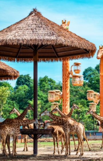 广东广州+广州长隆旅游度假区4日3晚跟团游图片