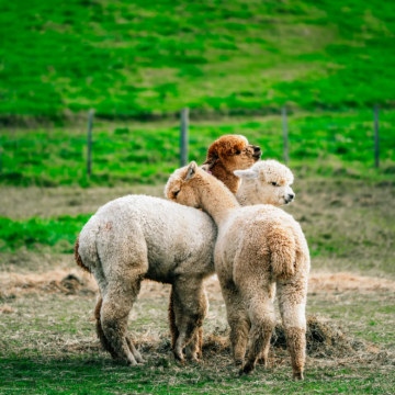 新西兰基督城+特卡波+瓦纳卡+皇后镇+南岛环岛9日7晚跟团游