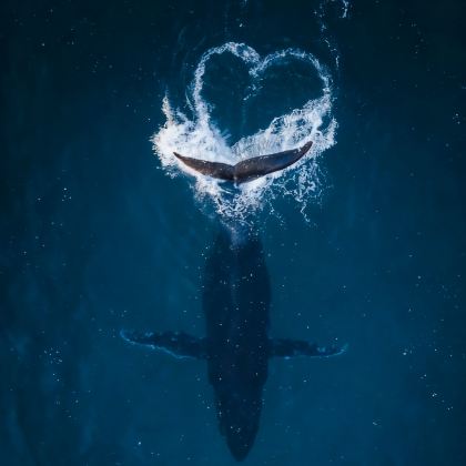 新西兰皇后镇+基督城+特卡波湖+瓦纳卡+箭镇+克伦威尔+库克山8日跟团游