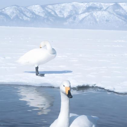 日本北海道+带广+阿寒湖+网走市+札幌7日6晚私家团