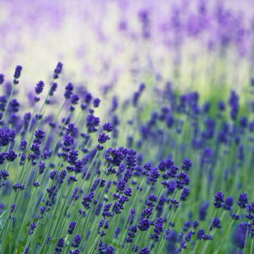 日本北海道登别+函馆+洞爷湖町+札幌7日6晚私家团