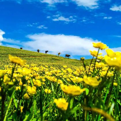 新疆北疆+伊犁+伊宁市+那拉提旅游风景区+赛里木湖3日2晚拼小团