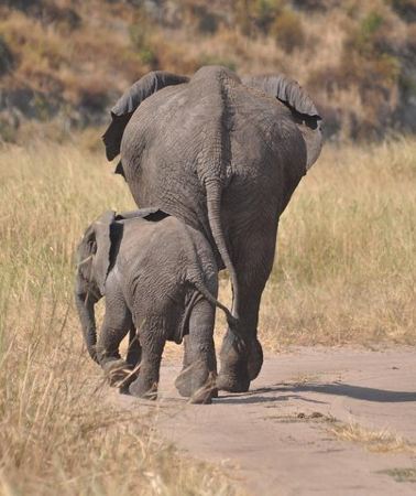 4D3N • 4 days Tanzania group safari to Serengeti, Crater and Tarangire