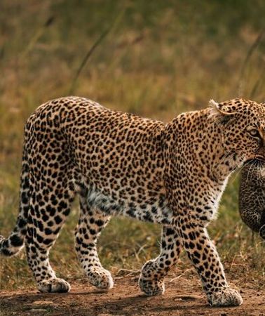 3D2N • 2 Nights 3 Days Tour to Tsavo East and Tsavo West National Park