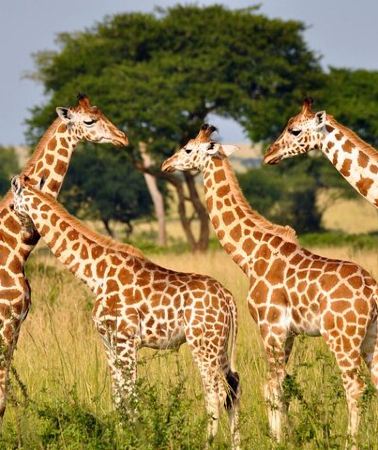 4D3N • 4 Day Kruger National Park and Panorama Tour from Johannesburg