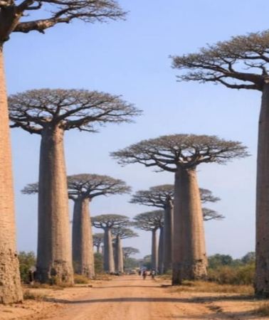 4D3N • Morondava: Excursion de 4 Jours aux Tsingy de Bemaraha