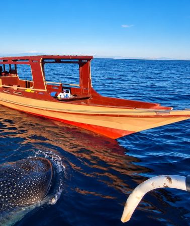2D1N • From Lombok: 2-Day Sumbawa Whale Shark Tour with Ferry