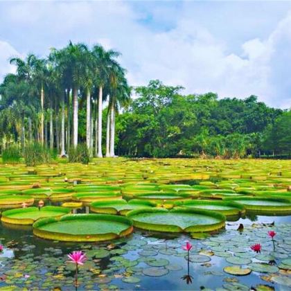 西双版纳+野象谷+版纳热带植物园5日4晚拼小团