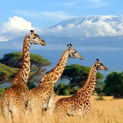 肯尼亚内罗毕+马赛马拉国家公园+奈瓦沙+安博塞利10日跟团游