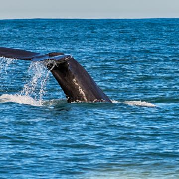 冰岛+芬兰+挪威+丹麦+瑞典15日跟团游