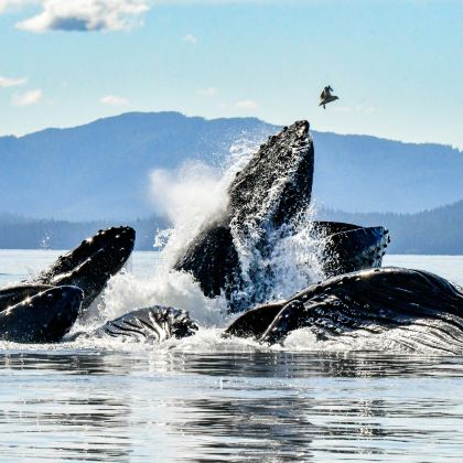布里斯班5日4晚私家团