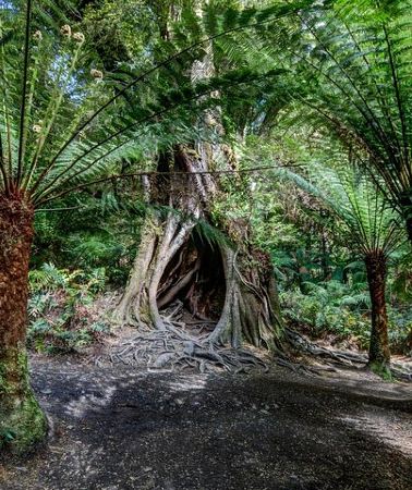 3D2N • Adelaide to Melbourne 3-Day Trip Grampians and Great Ocean Road