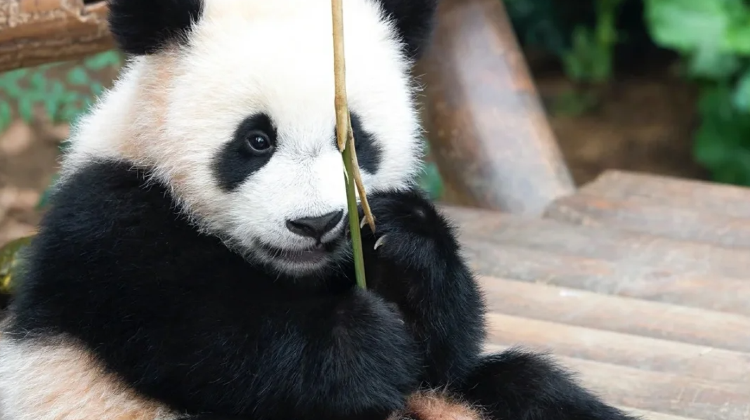 5D4N · Private Tours · Sichuan Highlights : Jiuzhaigou & Huanglong & Sanxingdui & Panda Base. Direct high-speed rail. Free Sichuan Opera Face-changing + Complimentary SIM & adapter on inquiry