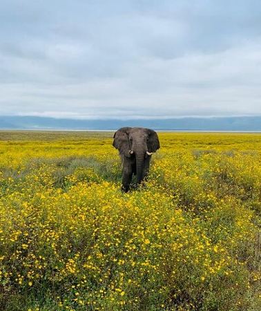 4D3N • 04 Days Tarangire, Serengeti and Ngorongoro crater group (Camping