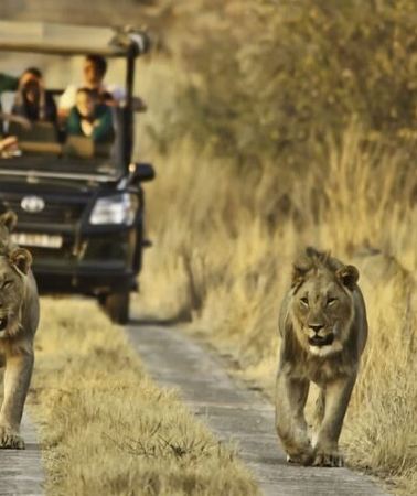 3D2N • 3-Day Guided Kruger National Park Safari Tour from Johannesburg