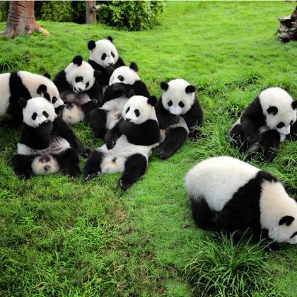 都江堰+青城山+三星堆博物馆+成都大熊猫繁育研究基地2日1晚跟团游