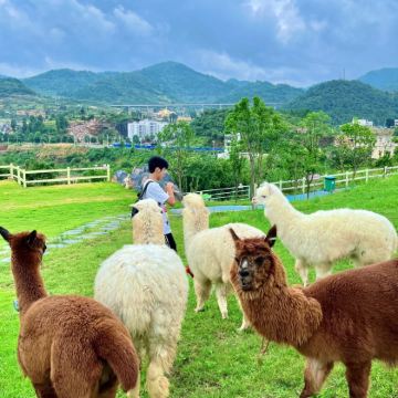 织金洞+织金古城+羊驼小镇+阿西里西韭菜坪+阿西里西大草原7日6晚拼小团