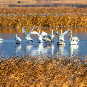 运城+运城关公故里文化旅游景区+永乐宫+广仁王庙+圣天湖+鹳雀楼+蒲津渡遗址博物馆+黄河大铁牛3日2晚私家团