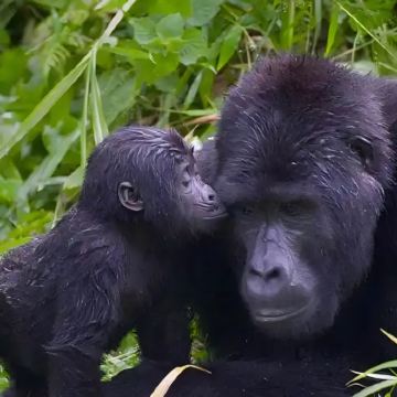 乌干达+卢旺达+埃塞俄比亚+津巴布韦+赞比亚+博茨瓦纳+纳米比亚34日31晚跟团游