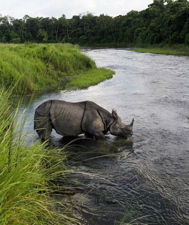 3D2N • Jungle Tower Night Stay in Chitwan National Park 2 Nights 3 Days