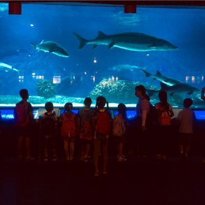 博物馆讲解·北京海洋馆1日亲子营【海洋生物知识科普解读】（7-12岁可单飞）